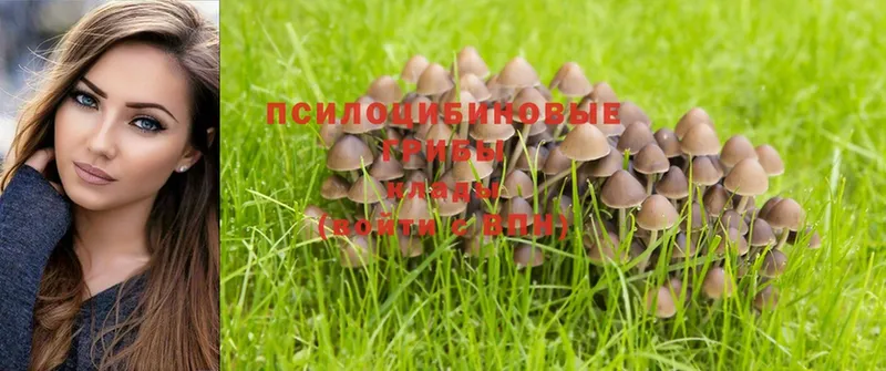 наркота  Армянск  Псилоцибиновые грибы Magic Shrooms 